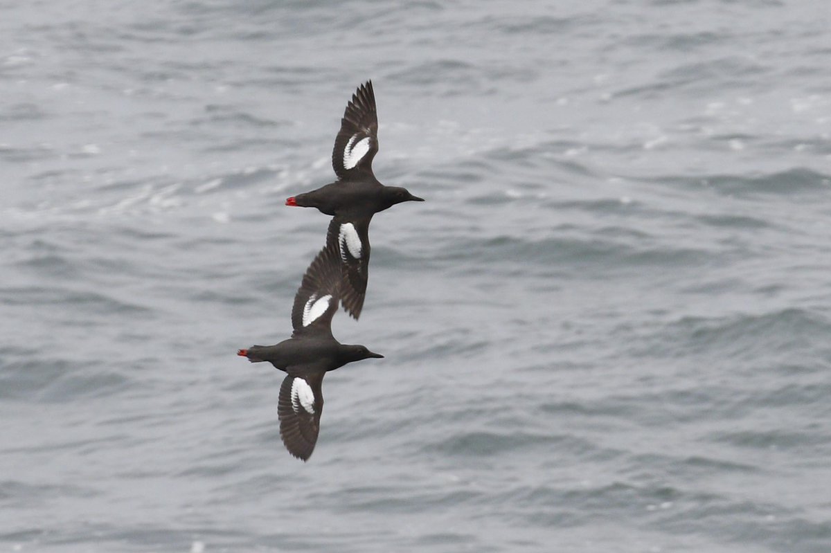 AdamDClovermist's tweet photo. On our last #Naturetrektailormade day we saw many of California’s Pacific coast specialities. Sea Otters loafed on the ocean while Black Turnstones and Pigeon Guillemots cruised the rocky coast. A fantastic end to an incredible 10-day California adventure! @naturetrektours https://t.co/II13xNNVc0