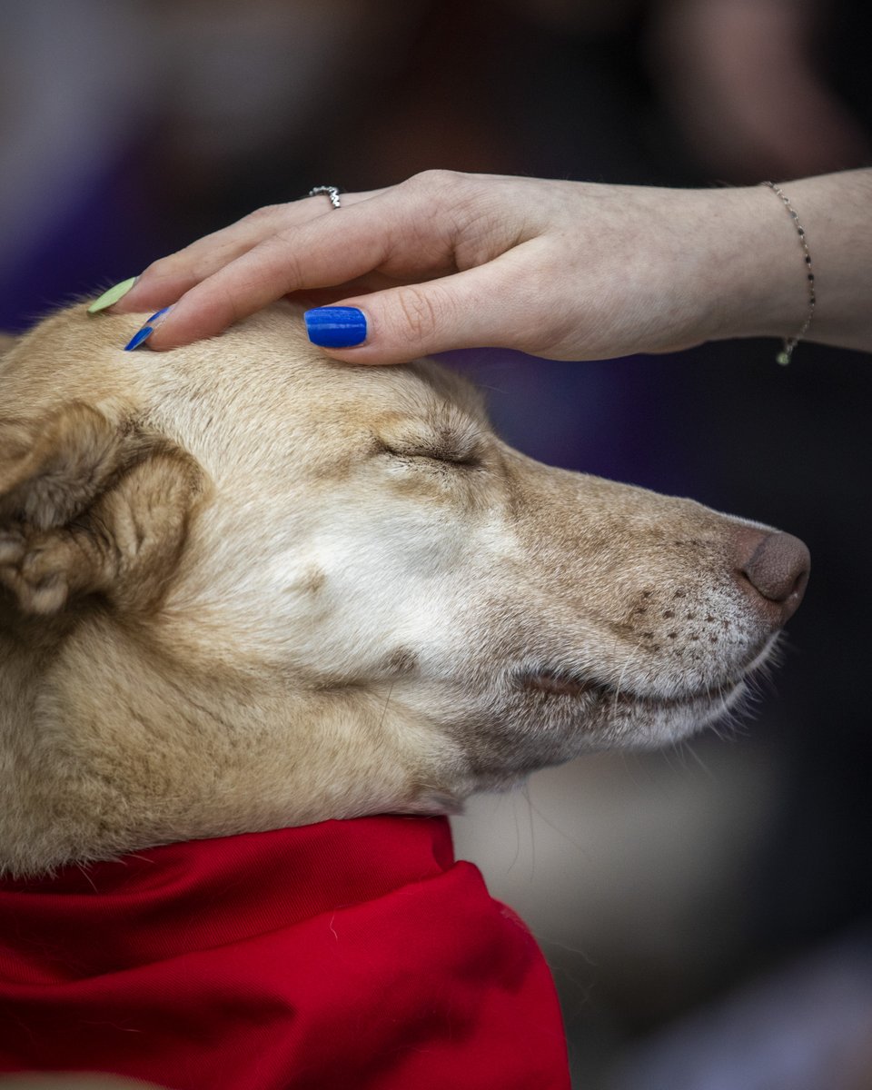 cbcnewsbc's tweet photo. Here are some therapy dog photos to cleanse your timeline 🐶
⁠
Simon Fraser University offered the canine cuddles on Wednesday for students needing a break from exam season.⁠

📷: CBC's @Ben_Nelms https://t.co/ywmyaHnqzu