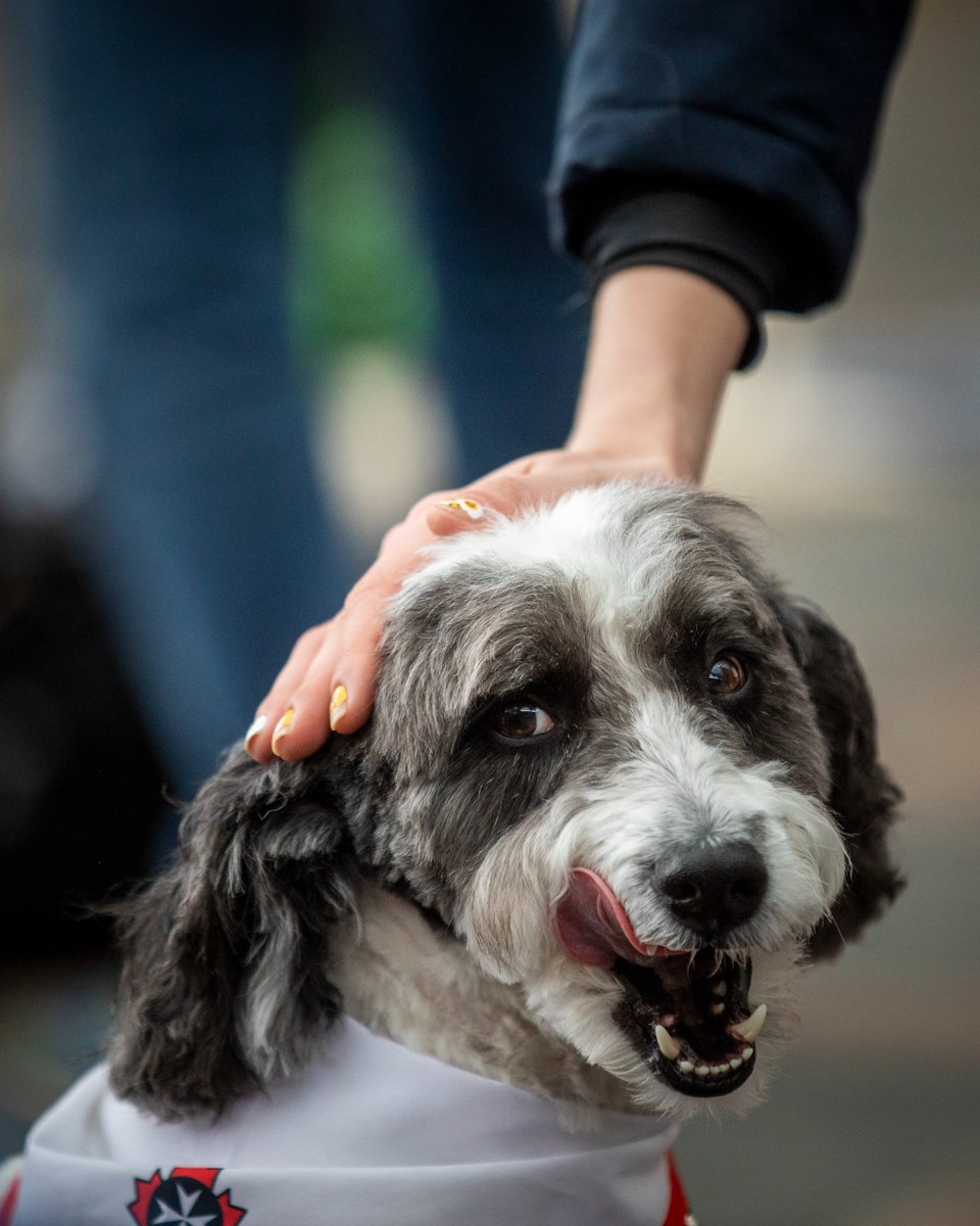 cbcnewsbc's tweet photo. Here are some therapy dog photos to cleanse your timeline 🐶
⁠
Simon Fraser University offered the canine cuddles on Wednesday for students needing a break from exam season.⁠

📷: CBC's @Ben_Nelms https://t.co/ywmyaHnqzu