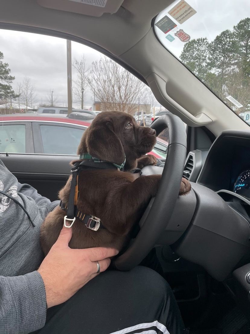 This is Walter. He always asks if he can drive. Can't believe you finally said yes. 12/10 best day ever