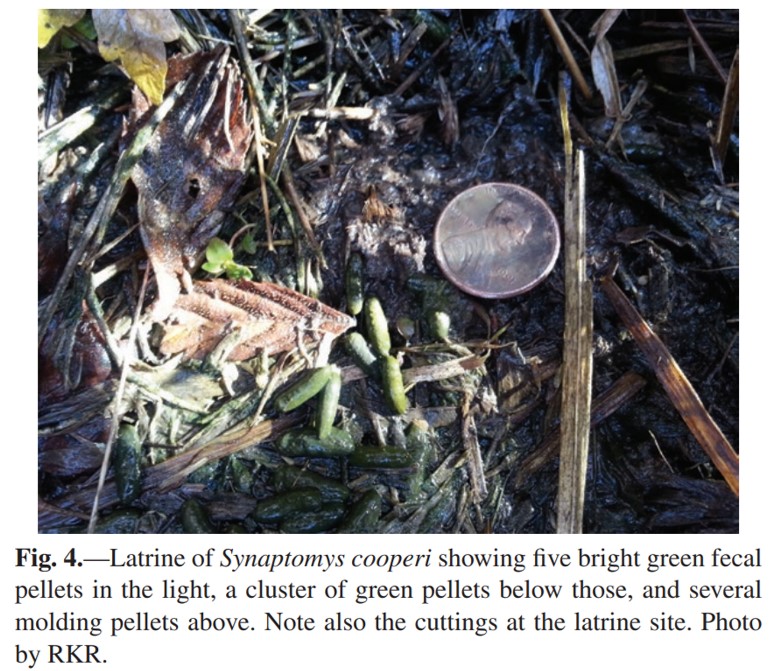 PKurnath's tweet image. #FunFact: SB Lemmings have green poop! We're not entirely sure why but we know that, like other rodents &amp;amp; mammals, they use latrine sites, meaning they consistently defecate in same spot (Rose &amp;amp; Linzey 2021) #PoopScience #2022MMM