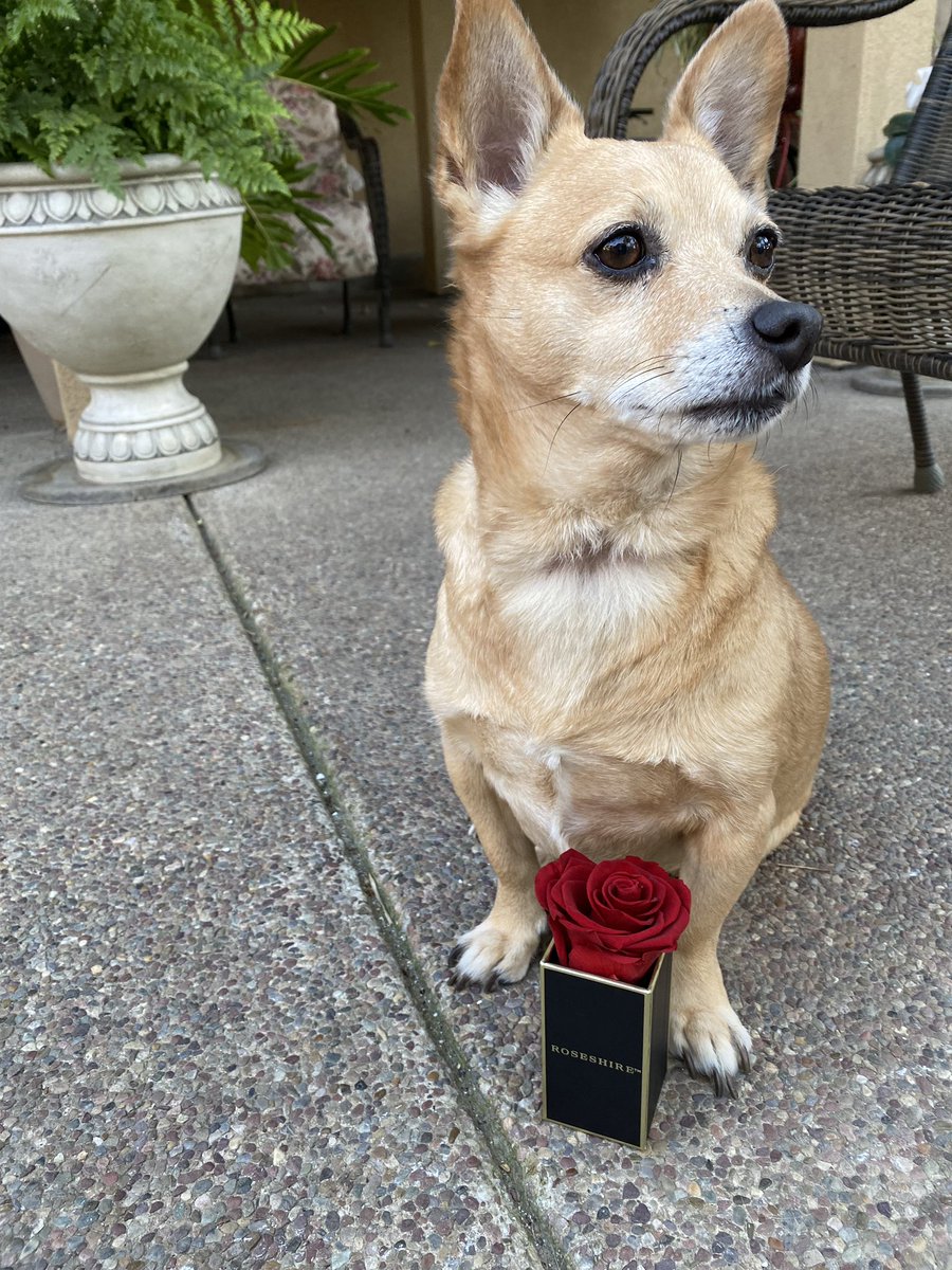 Roseshire tweet media