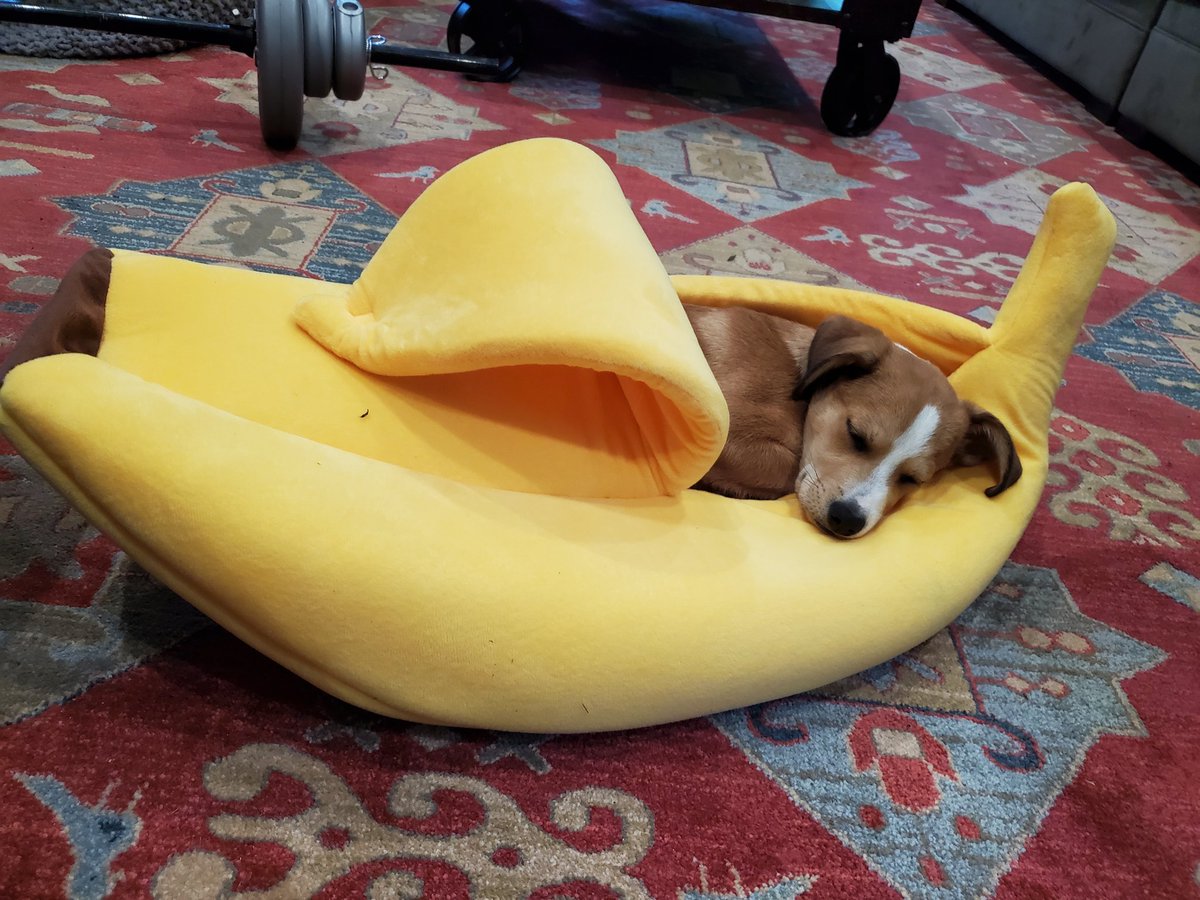 Mocojoju's tweet photo. @nxtlvlbrands Li'l Moki napping after a long hard day 🤣😂 https://t.co/37Iph0souV