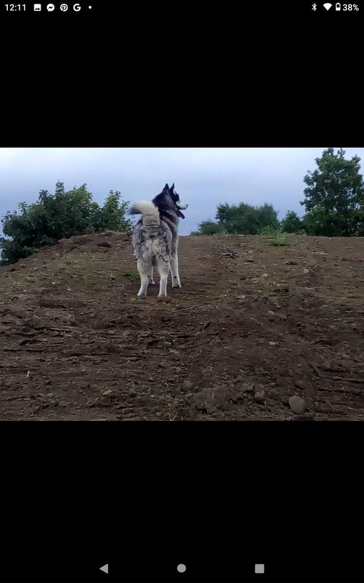 janeymcd23's tweet photo. Really miss this boy. What a difference 16months makes. Walked in the Cornfield today behind the National School with Rio and all the kids were delighted to see Rio but were all asking where the other husky was π
Maska #TheLadz https://t.co/Rm9X9vKYpi