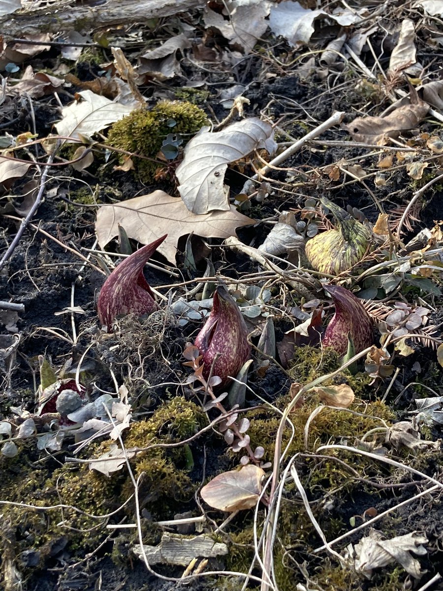 Echinacea Project tweet media