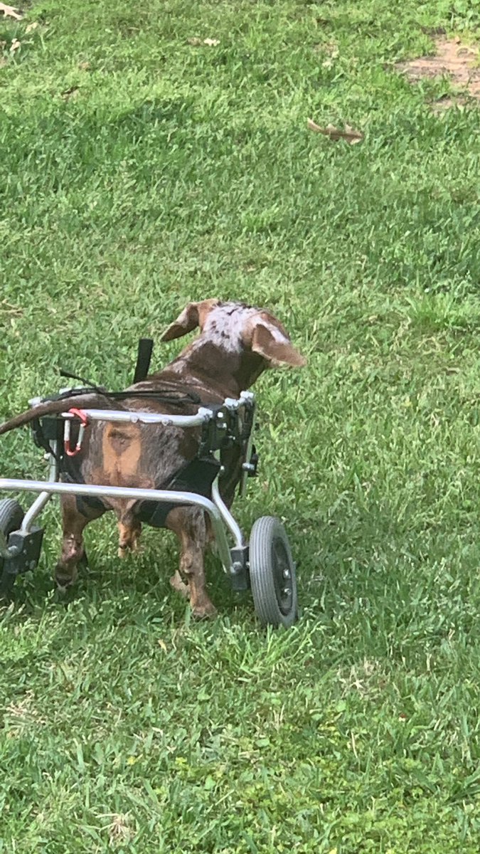 lauren_minette's tweet photo. #mailcheck #dogsoftwitter checking all the wildlife Pmail🐾❤️🐶 https://t.co/1F8auVQvru