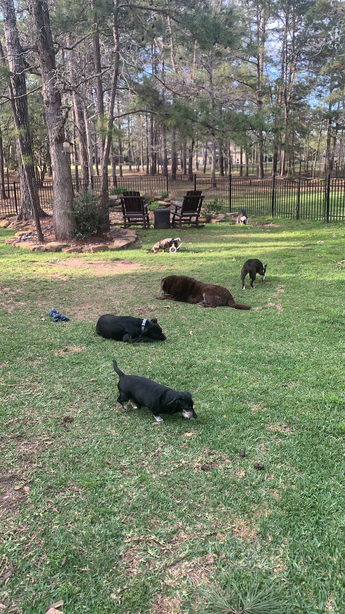 lauren_minette's tweet photo. #mailcheck #dogsoftwitter checking all the wildlife Pmail🐾❤️🐶 https://t.co/1F8auVQvru