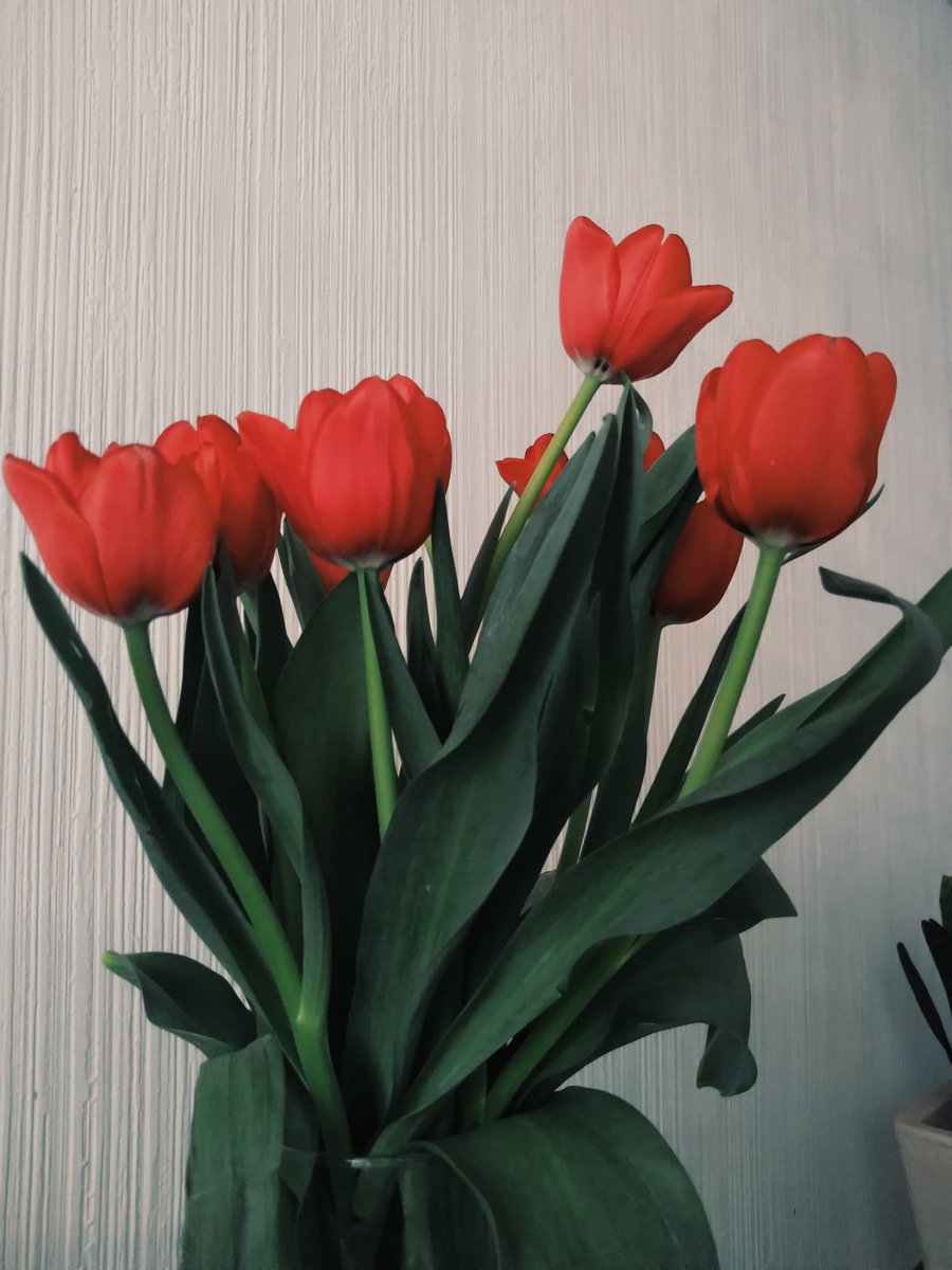 RoLesly's tweet photo. Mis bellos tulipanes https://t.co/7Mm6Oehq6I