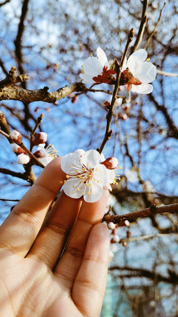 bomzon's tweet photo. Here comes the season of hope and happiness in the valley ❤

#beautifulkashmir #cherryblossoms https://t.co/bth5js62xe