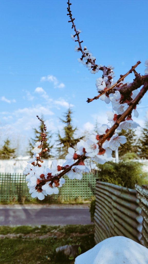 bomzon's tweet photo. Here comes the season of hope and happiness in the valley ❤

#beautifulkashmir #cherryblossoms https://t.co/bth5js62xe