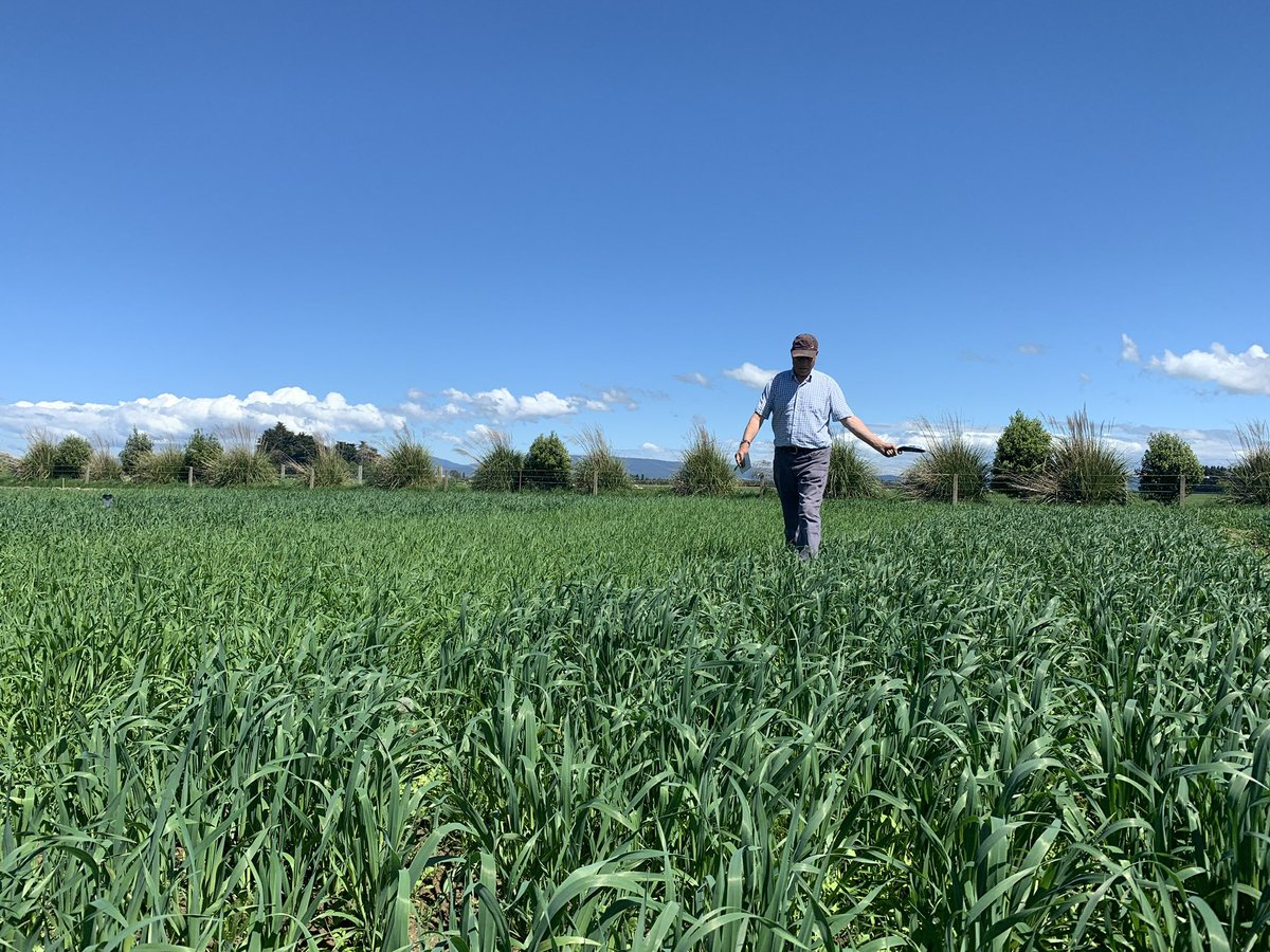 Brendon Malcolm (@malcolm_brendon) on Twitter photo If you have had any experience, or thought about using catch crops on your farm, please take 5 mins to fill in this survey. Sharing the link with fellow farmers would also be much appreciated!surveymonkey.com/r/JSQPTRZ <a href="/MPI_NZ/">Ministry for Primary Industries</a> <a href="/plantandfood/">Plant & Food Research</a> <a href="/DairyHub/">Southern Dairy Hub</a> <a href="/DairyNZ/">DairyNZ</a> <a href="/FARarable/">Foundation for Arable Research (NZ)</a> <a href="/NZBeefLamb/">Beef + Lamb New Zealand</a> If you have had any experience, or thought about using catch crops on your farm, please take 5 mins to fill in this survey. Sharing the link with fellow farmers would also be much appreciated!surveymonkey.com/r/JSQPTRZ <a href="/MPI_NZ/">Ministry for Primary Industries</a> <a href="/plantandfood/">Plant & Food Research</a> <a href="/DairyHub/">Southern Dairy Hub</a> <a href="/DairyNZ/">DairyNZ</a> <a href="/FARarable/">Foundation for Arable Research (NZ)</a> <a href="/NZBeefLamb/">Beef + Lamb New Zealand</a>