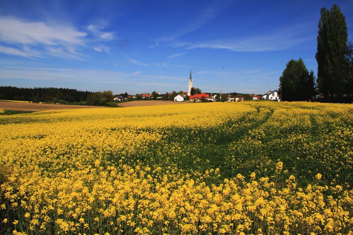 Getting back to #Bavaria for this week’s #Top4Theme #Top4Season with <a href="/Giselleinmotion/">Giselle</a> <a href="/Touchse/">MiaNX</a> <a href="/CharlesMcCool/">Charles McCool ✈️</a> &amp; <a href="/perthtravelers/">Perthtravelers (Wendy)</a>. Mother nature still needs a few weeks until it will look the same, but springtime is really colorful in my homeland.

#Spring #Bayern <a href="/visitbayern/">Visit Bayern</a>