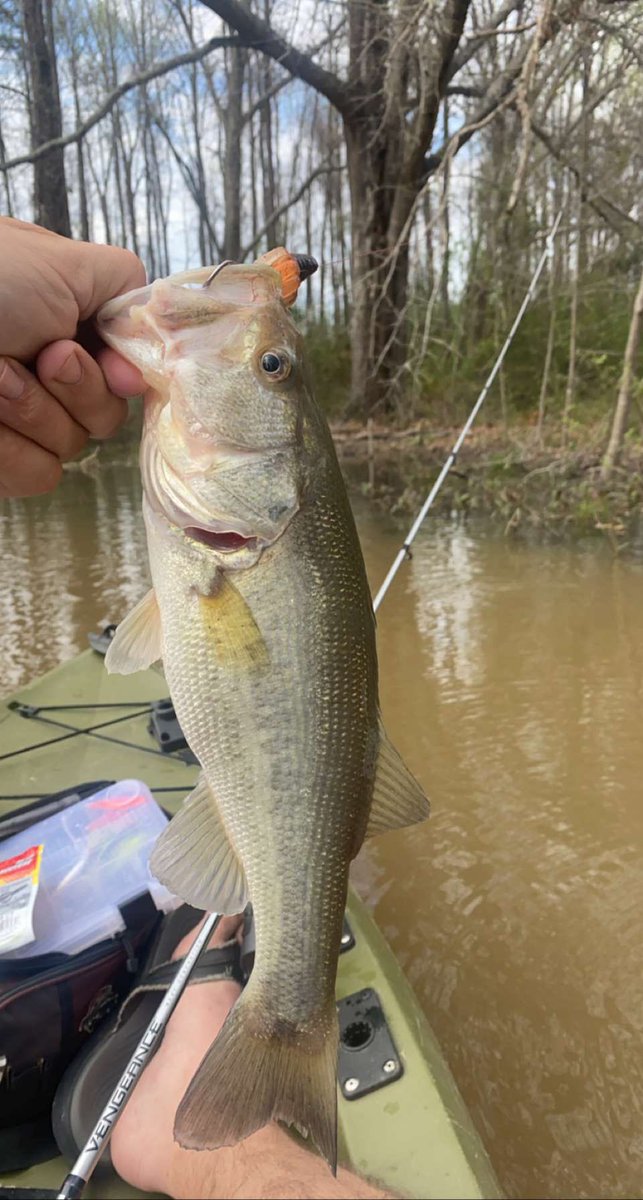 DawgBlitz925's tweet photo. They was chewin today!! #MLF #BERKLEYPittBoss #BassAssasin #SproFrogsOrNoFrogs https://t.co/AFFWjvwflL