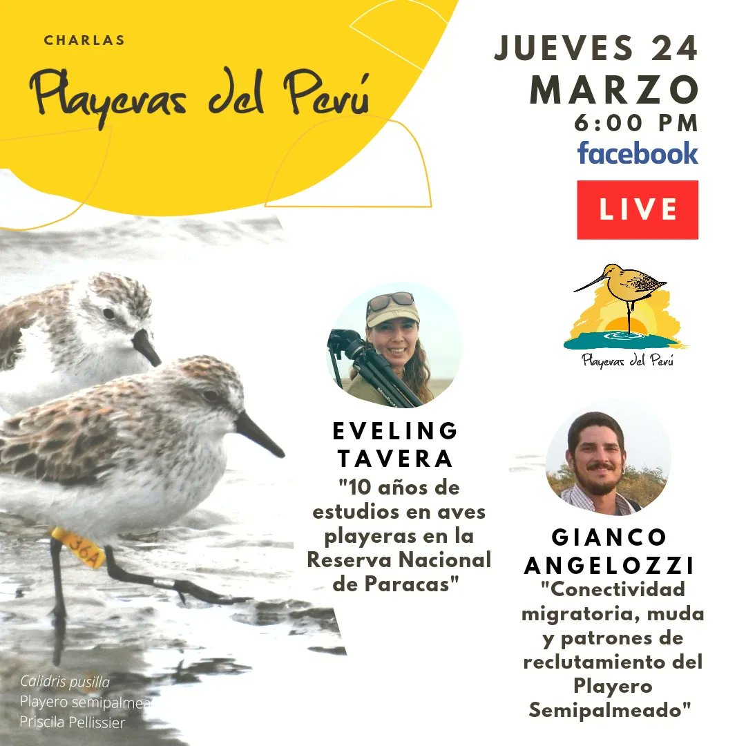 Gracias x compartir su experiencia en el estudio de #avesplayeras en la #RNPParacas #Paracas #cienciaperu #Peru @eveconnection 
Y @gangelozzib hablarán sobre #Calidrispusilla