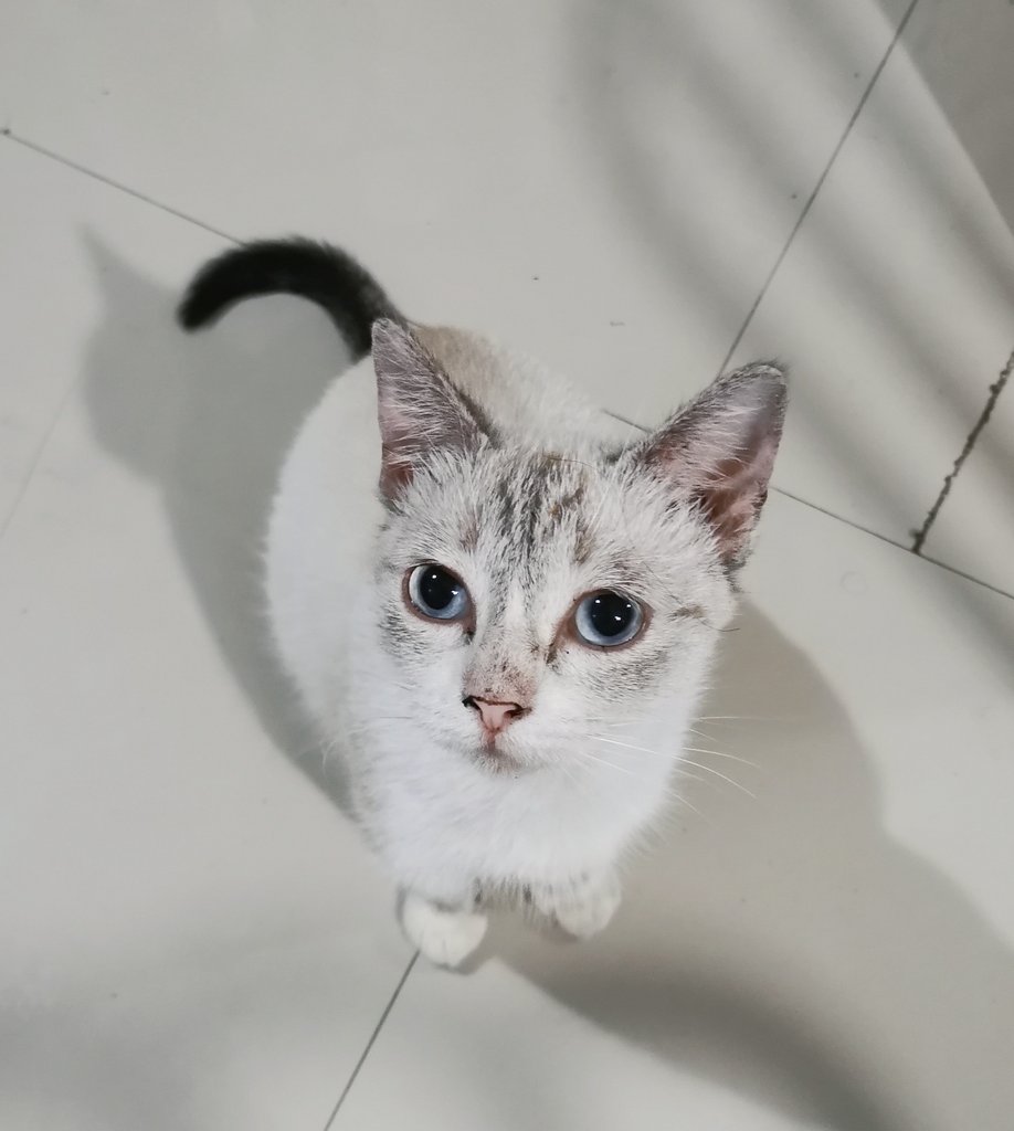 Rhambouyy's tweet photo. @shailagarde @Marie_mi Nara!😺 https://t.co/Pg14ebf2vg