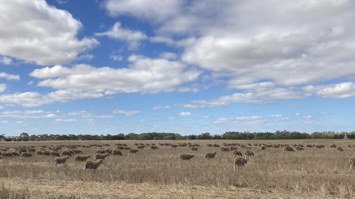 James_Stacey_'s tweet photo. After the 82 drought the last sheep 🐑 left this farm, 40 years later the 🐑 return! https://t.co/6s9qf6Wxtw