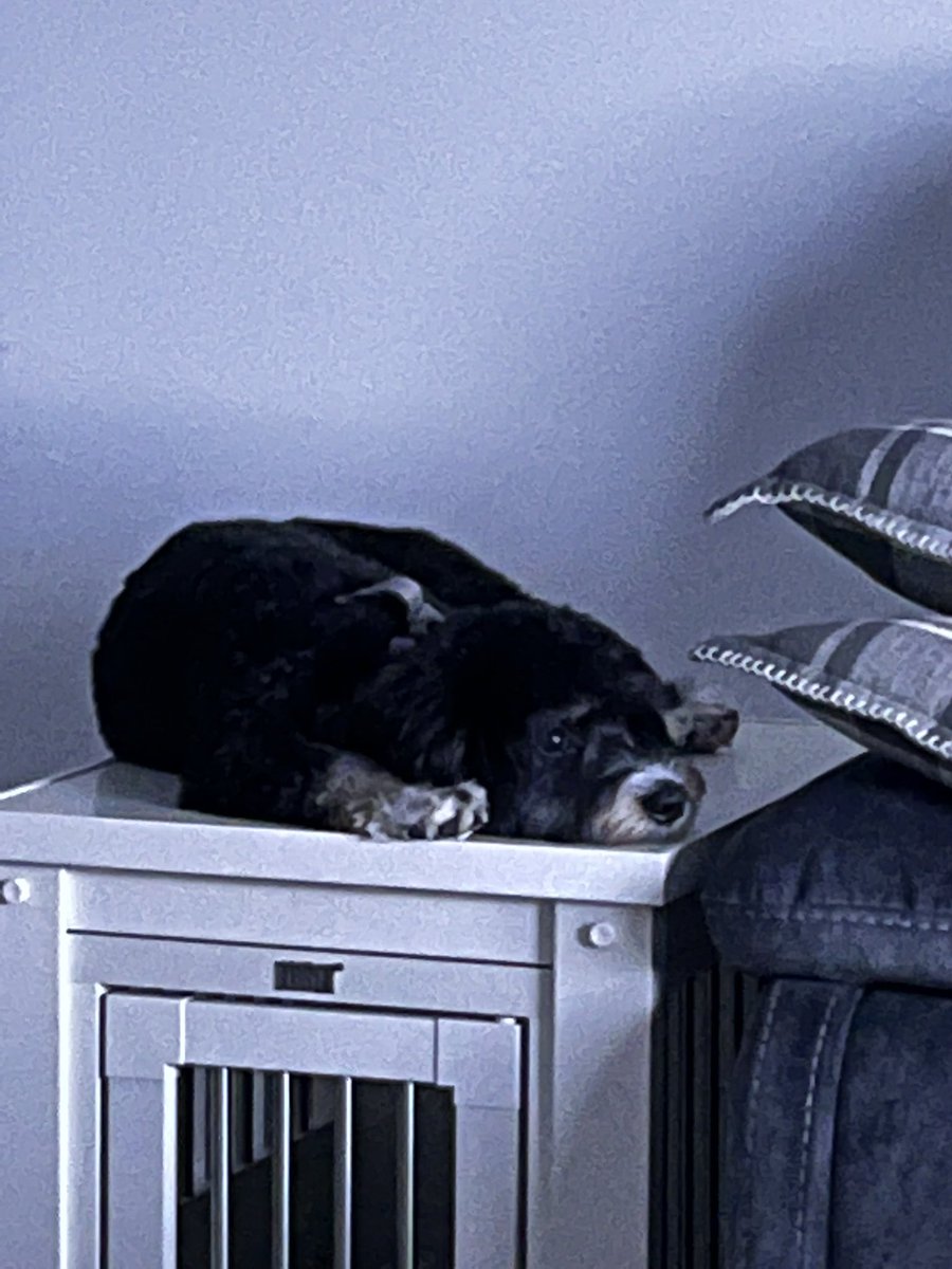Amanda_C08's tweet photo. Is this a bed? Yup. Imma use this as a bed.🤣 #LifeOfADog https://t.co/J1eFjmhMhh