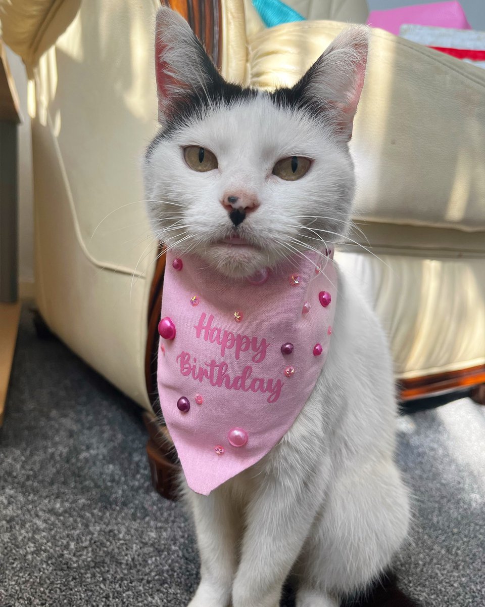 It’s my 7th birthday 🎉7️⃣🎂 #CatsOfTwitter #TabbyTroop #catsofinstagram #catsbirthday #birthday #birthdaygirl
