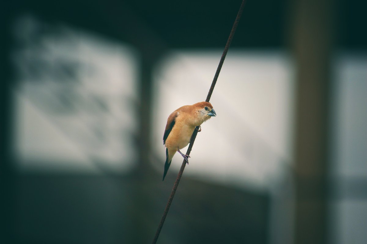 HoopoeAdventure's tweet photo. #IndianSilverbill #כסוף_מקור_הודי #birds https://t.co/kHZNRK0u2S