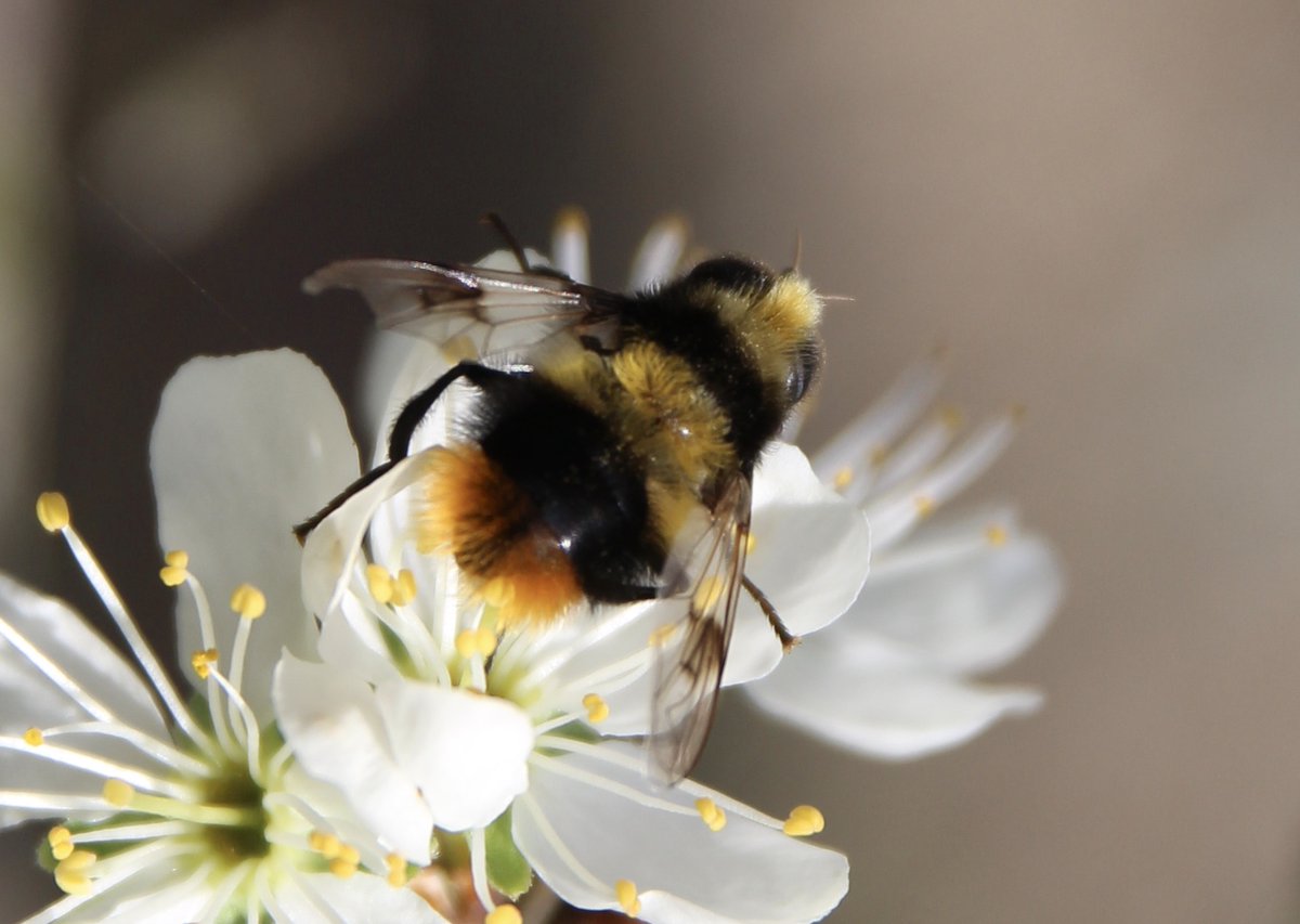 Une jolie mouche aux allures de bourdon. Mallota fuciformis. Parmi les butineurs les plus précoces du jardin. #InsecteAuxiliaire #Jardin À découvrir sur le site du jardin : jardin-marais-poitevin.com/mallota-fucifo…