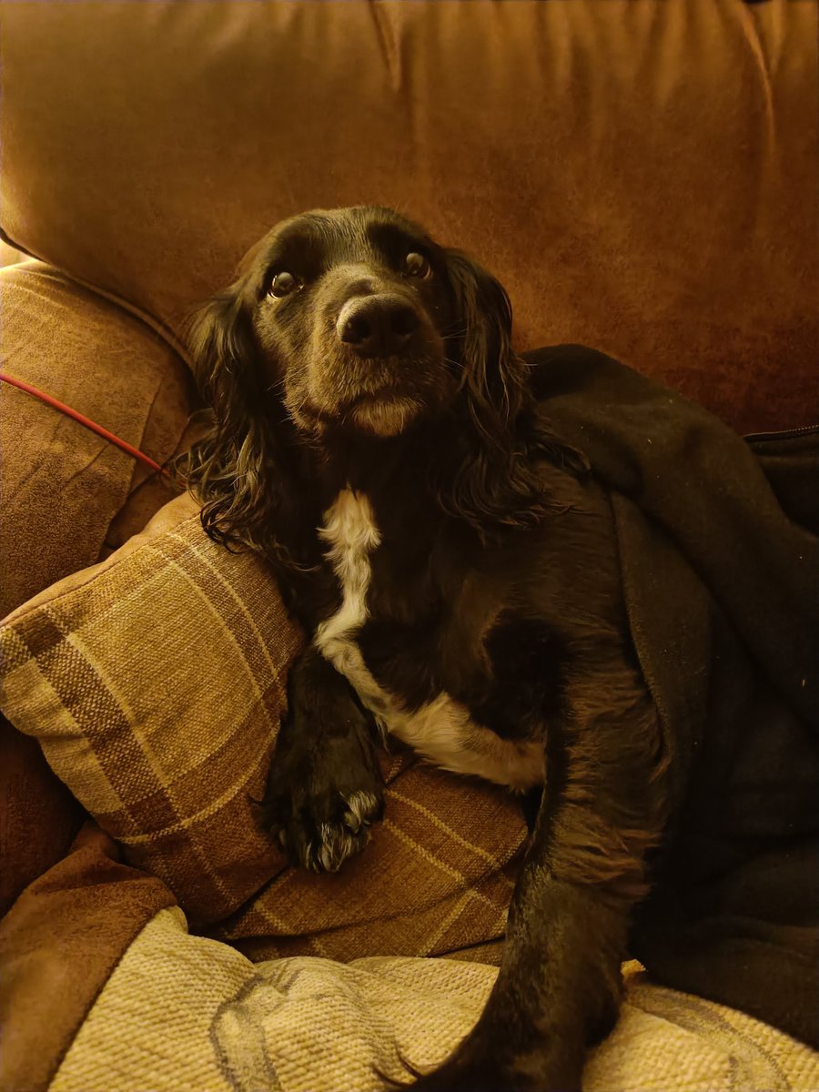 So so needy. #spaniels #Dog