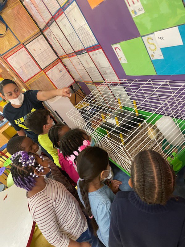 PS 288-Coney Island tweet media