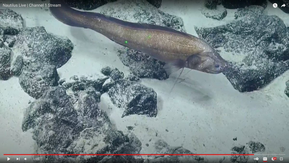 Jason Brush tweet media