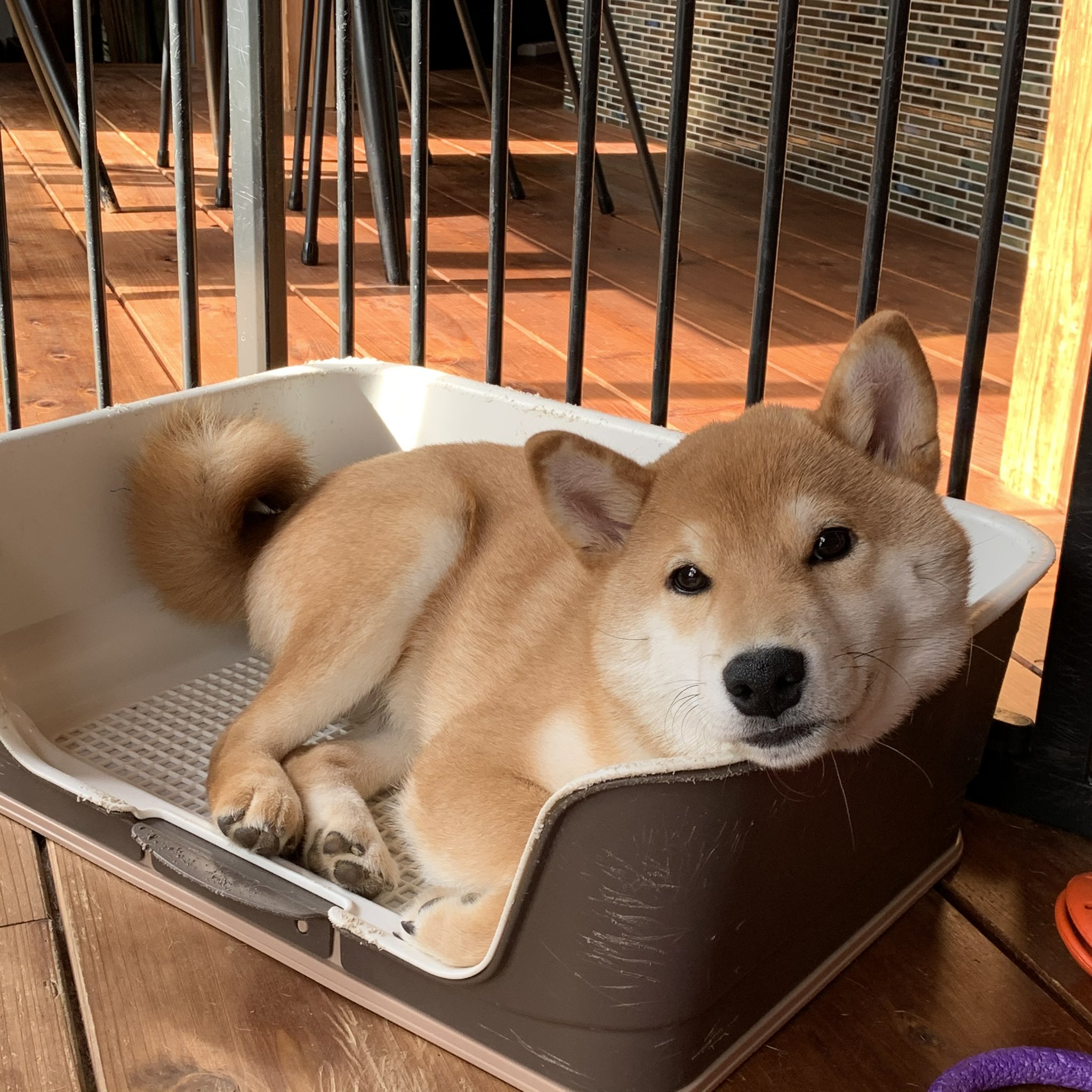 柴犬ミコシ 朝夕きっちり散歩に行くようになってからは 室内トイレがくつろぎの場になりました もっと居心地よさそうなクッションもあるんだけどな 柴犬 Shibainu 犬好きさんと繋がりたい 犬のいる生活 T Co Iyetfka6wz Twitter