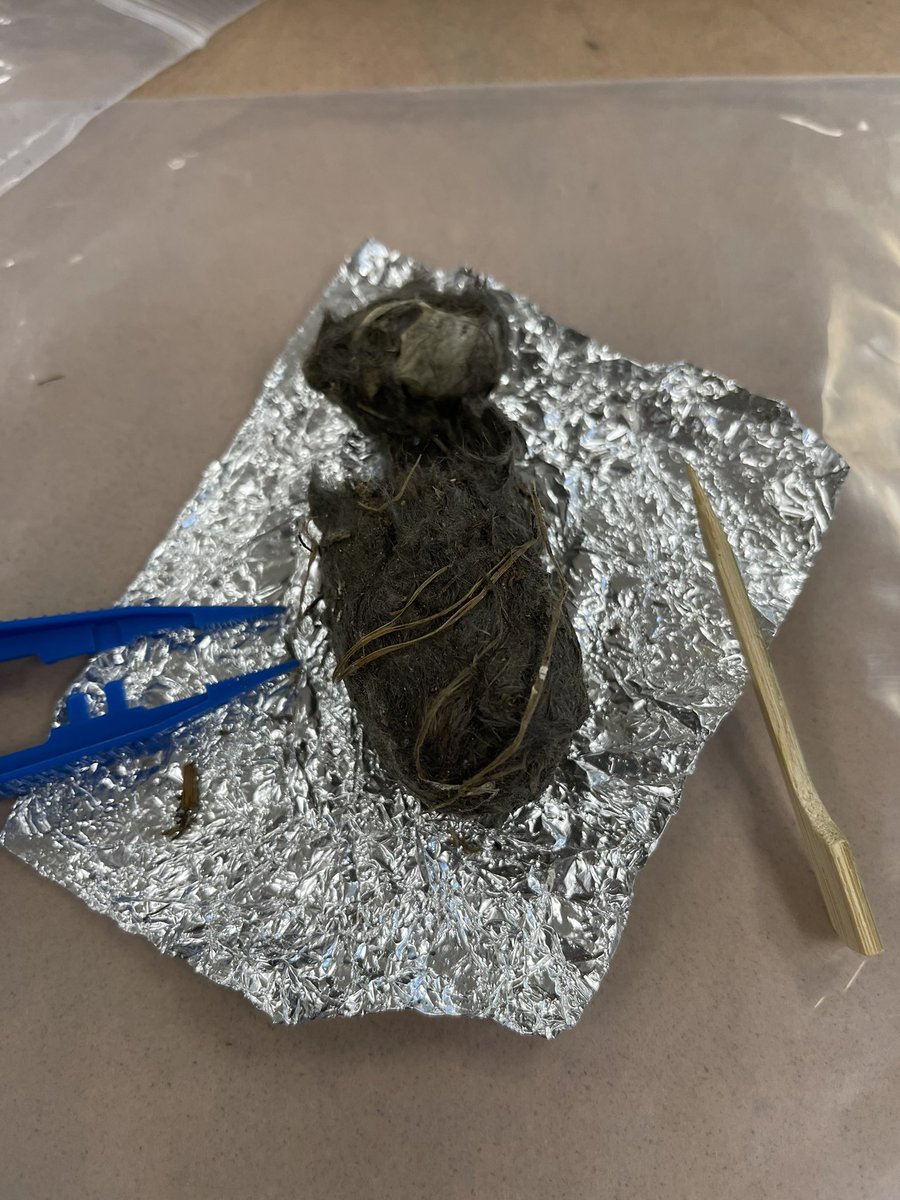liyan414's tweet photo. 5th grade experienced Owl Pellets for exploring eco-system!@GlenwoodGator https://t.co/PUlxzInDlh
