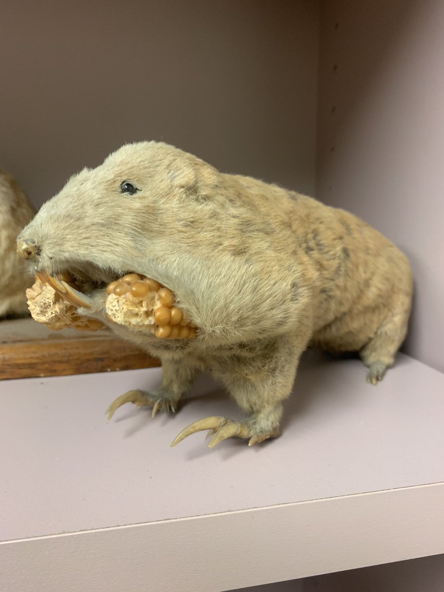 I have so many questions and so few answers  <a href="/CrapTaxidermy/">Crap Taxidermy</a> #mammalogy #collection