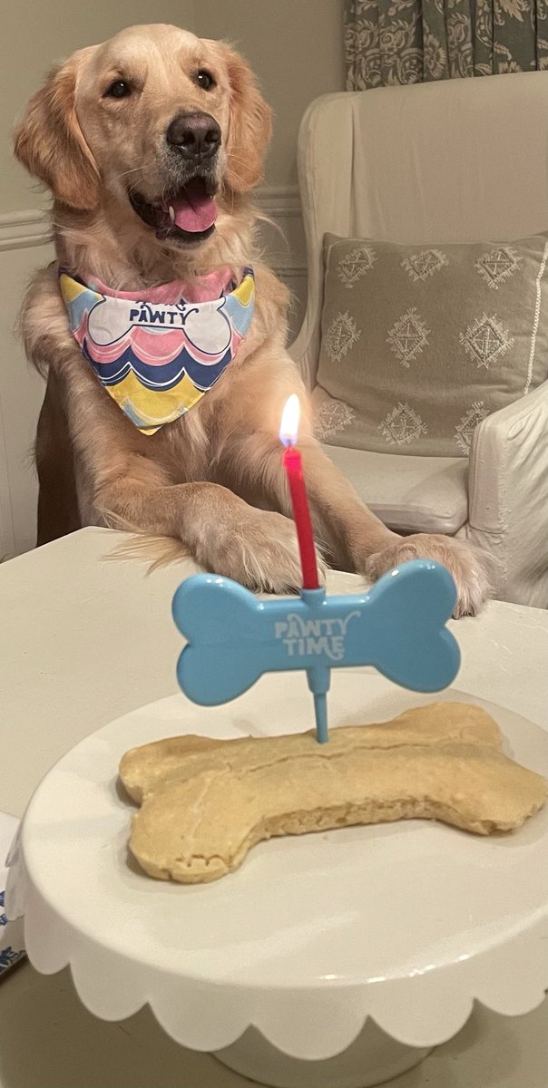 StormTrack9Dave's tweet photo. The birthday boy &amp; his cake 🎂 🐾 #ItsBeauTime #PetBirthday #DogsofTwitter #GoldenRetriever https://t.co/GDqaNmirF8