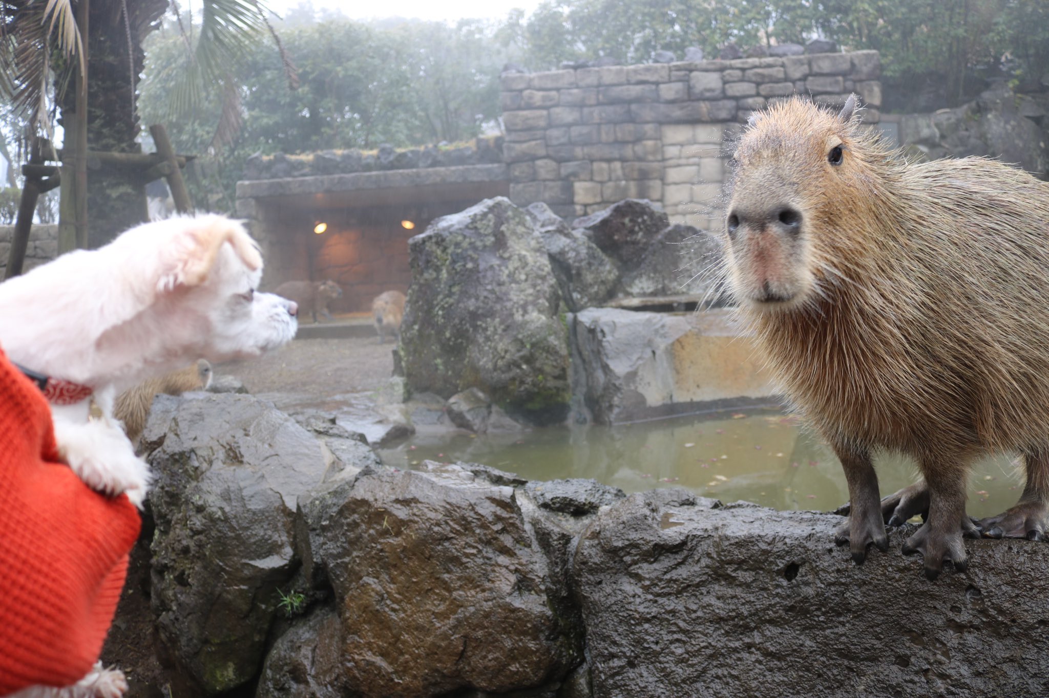 まくら Makura Twitter