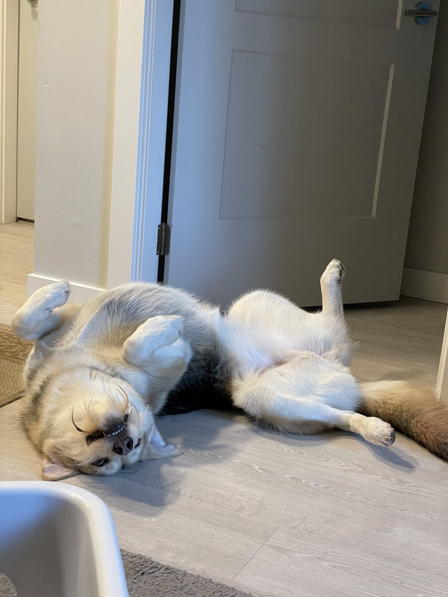 Sully, Quest & Arla tweet media