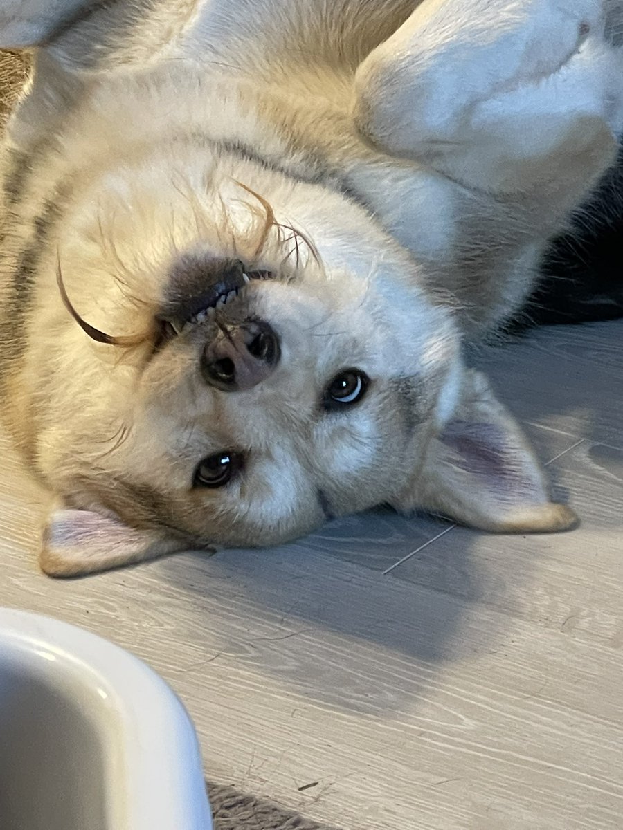 Sully, Quest & Arla tweet media