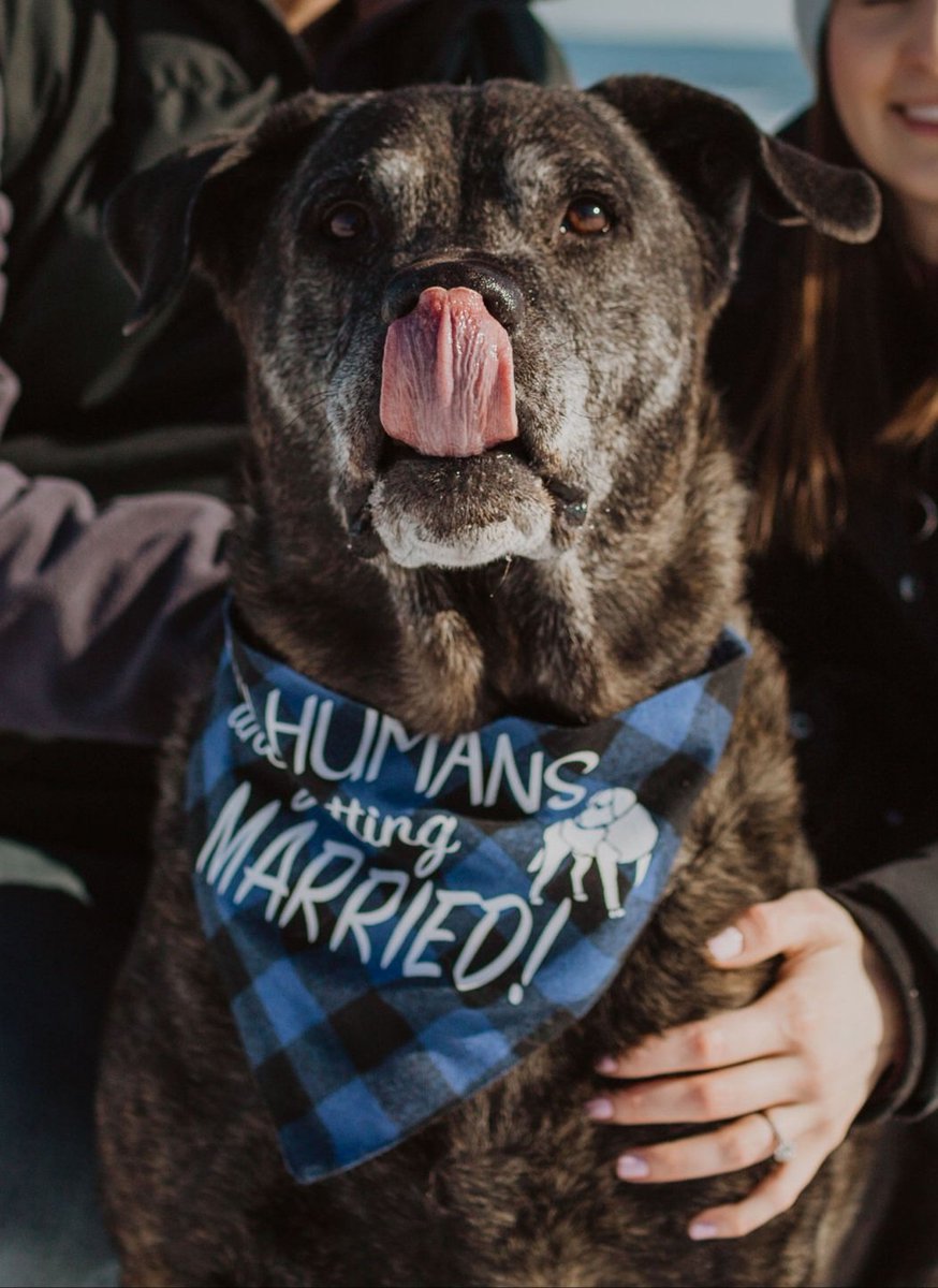 MrsShaw1234's tweet photo. Happy national puppy day to the best puppy ever! #NationalPuppyDay https://t.co/nZUI6K49Np