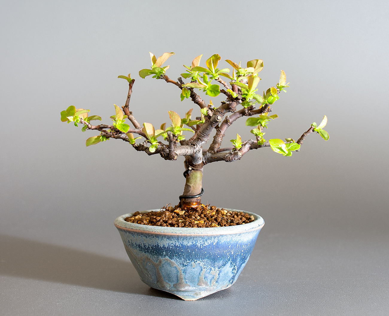 美功と勝山の合作 盆栽鉢 オンライン取扱店 virtual2021