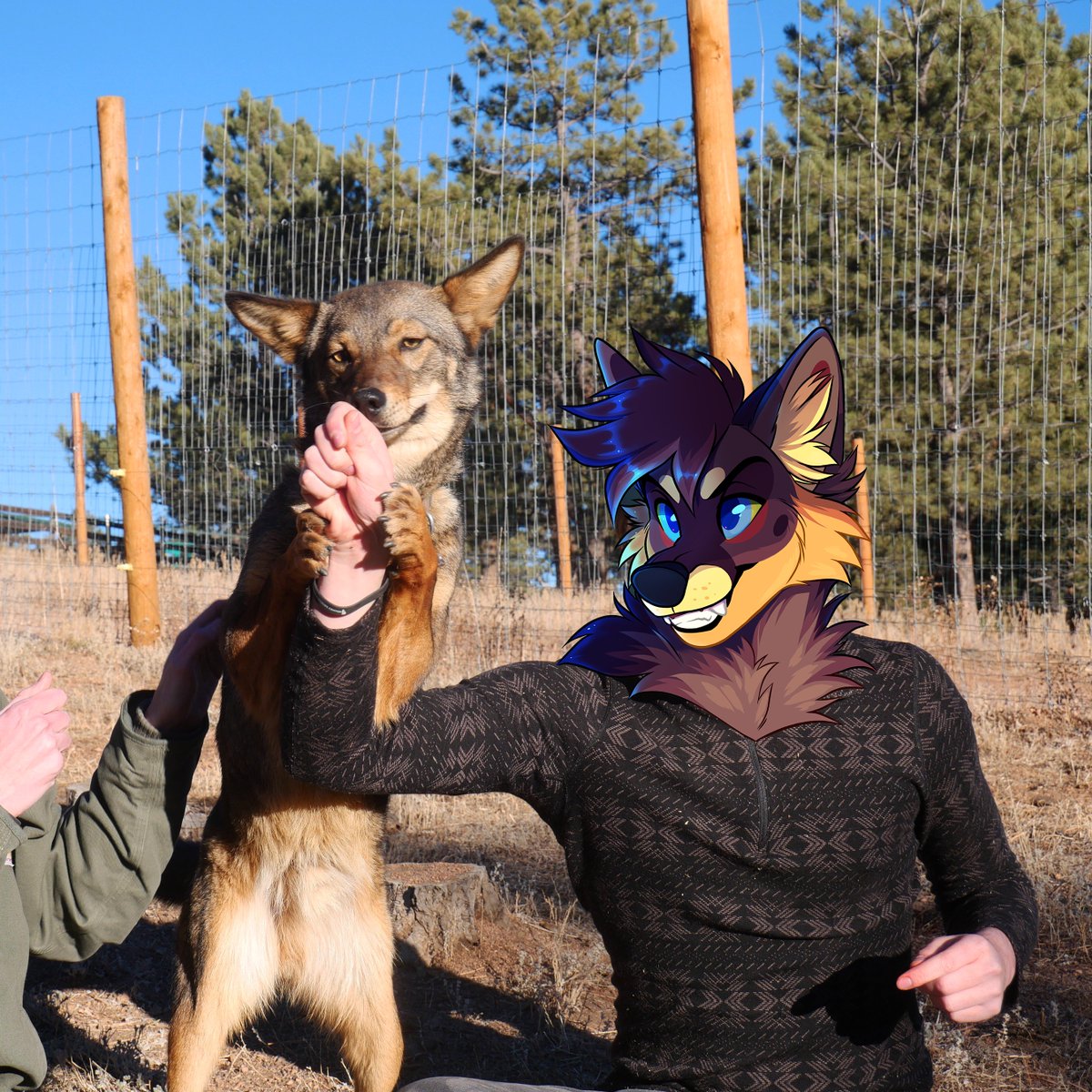 It's #NationalCoyoteDay! Here's a pic from when I got to visit @Wolves_at_CWWC's yote Ringo. It's important to leave wild yotes wild, so an encounter at a sanctuary like this is the best way to learn how to help our natural triangular friends! 🔺🔻