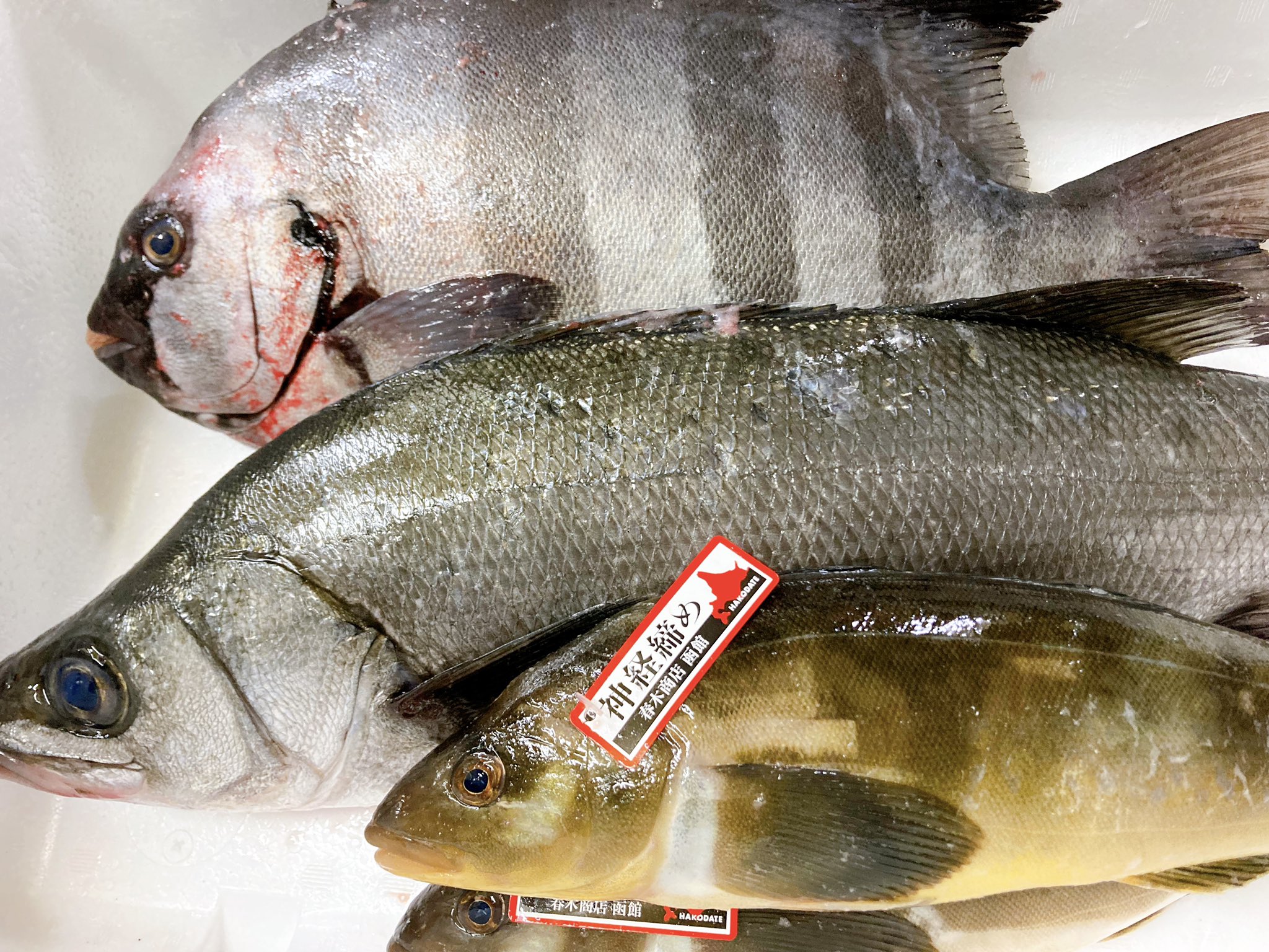 仙川釣よし 本日のお刺身はブリ 平スズキ アオダイ イシダイ ホッケ お刺身でいける北海道産のホッケ入ってます ネタはなくなり次第 変更になる場合がございます ぜひお早めに 釣よし 調布市 仙川 居酒屋 お刺身 ランチ T Co
