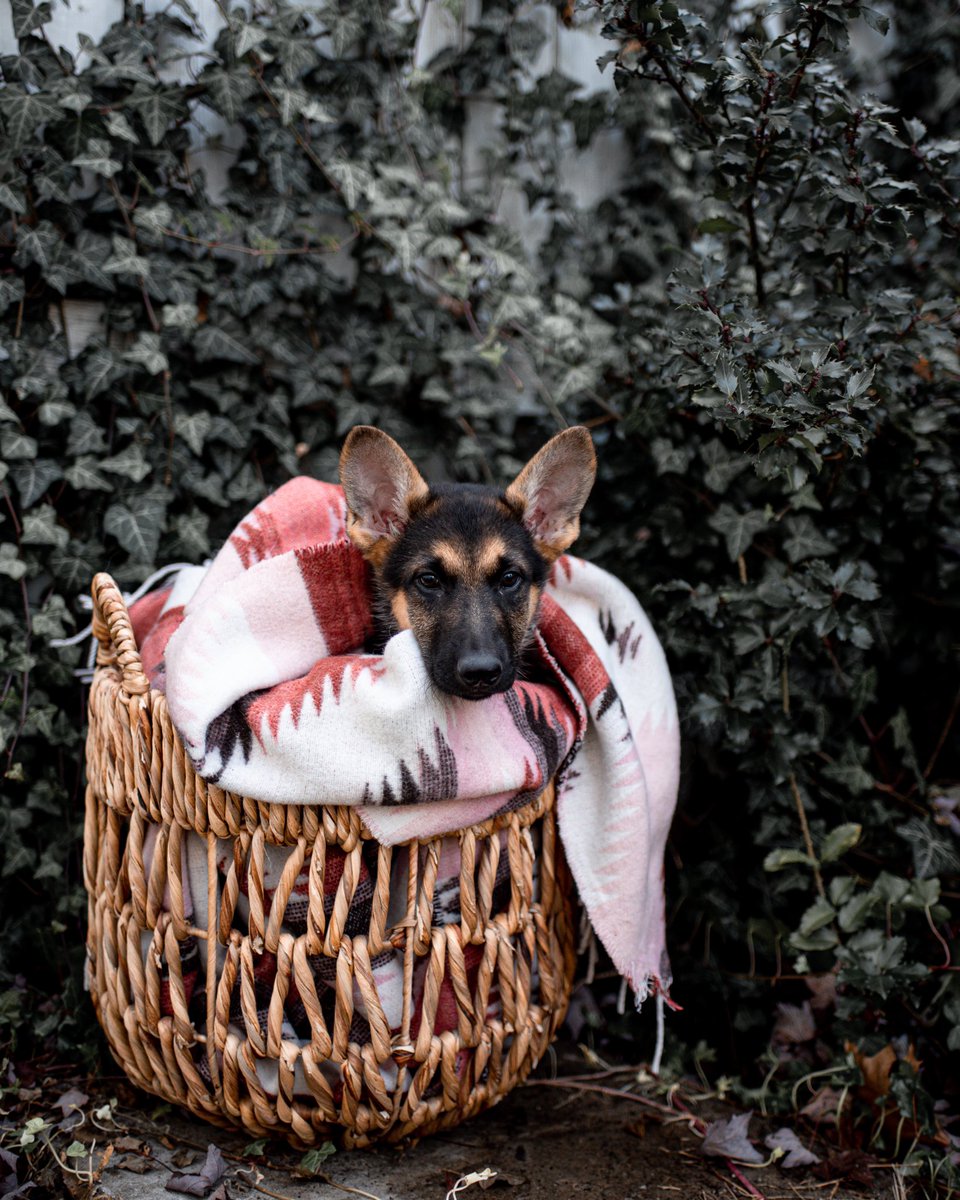 My contribution to the cutest day of the year #puppyday #dogsoftwitter #twitterdogcommunity #NationalPuppyDay