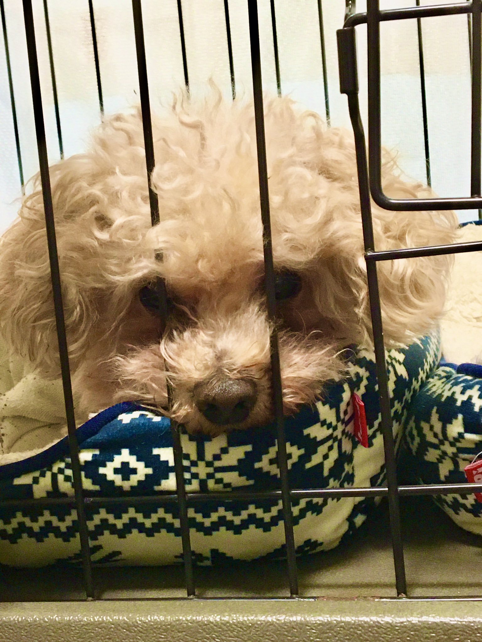 See Pomu S Tweet On Mar 24 22 Twitter