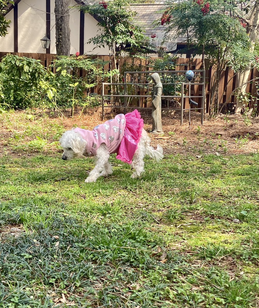 Apparently it’s #nationalpuppy day &amp; since I don’t believe in age discrimination I think it’s only appropriate to honor my 16 1/2 yr old canine soulmate —Manhattan Macy, best puppy that’s ever lived. Very few mature women look this good in a tutu what can I say?