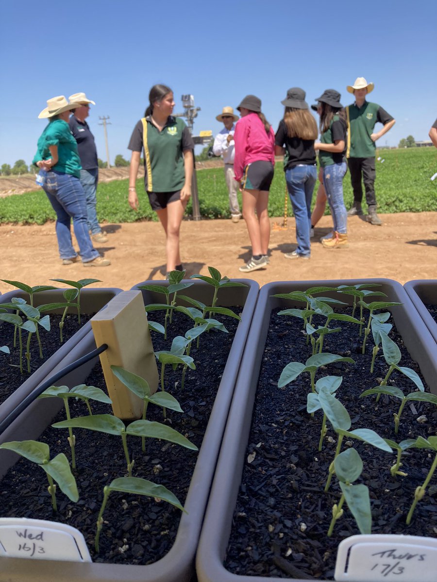 CQUniAg's tweet photo. School’s in! Agriculture students from Emerald &amp; Blackwater headed to Kiely Farms today to learn all about dual purpose peanuts, sesame, mung beans and machinery with the team from #CQUniAg @VnetPrecisionAg #BegaFoods #Agriventis @CRC_NA @AgForceQLD @CHDCorp https://t.co/Kl38p7XfqV