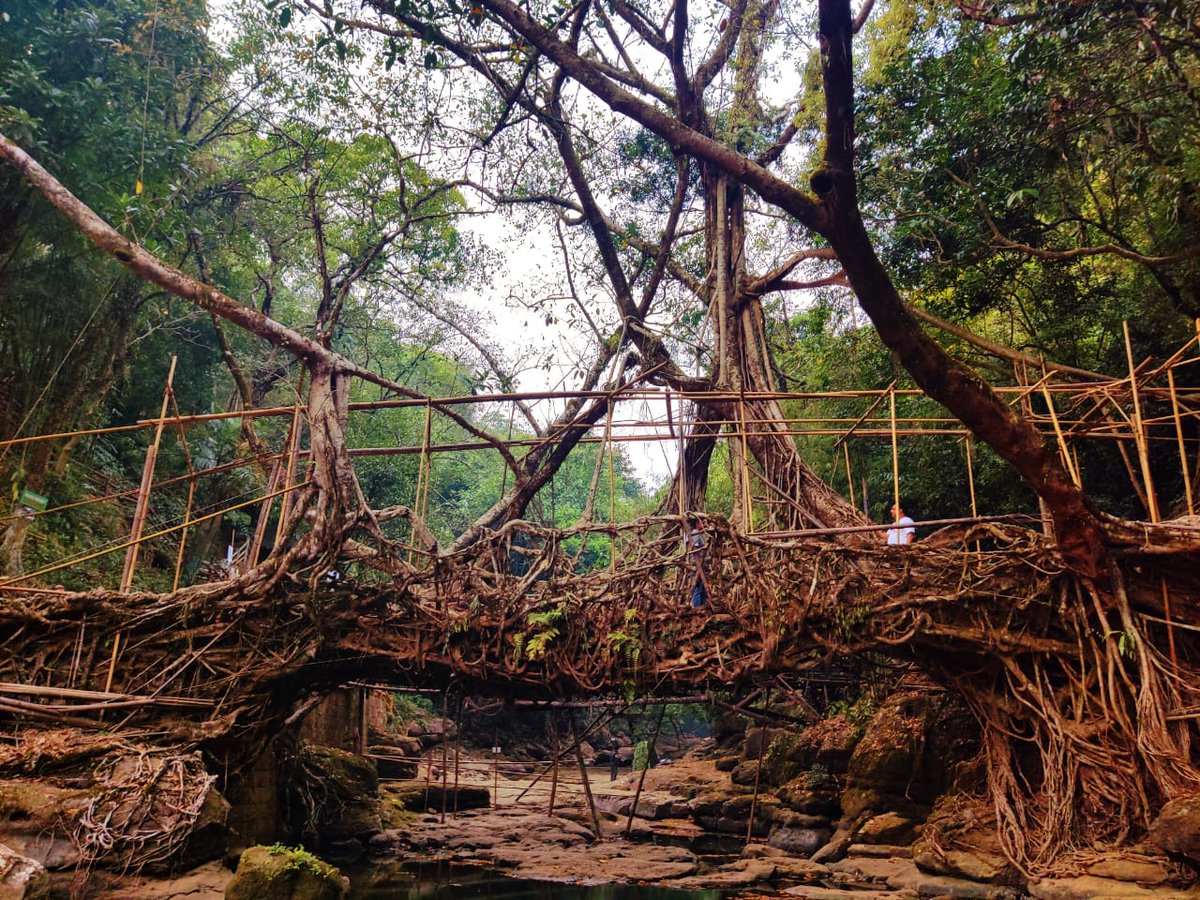 the forest wiki tree bridge the forest wiki tree bridge