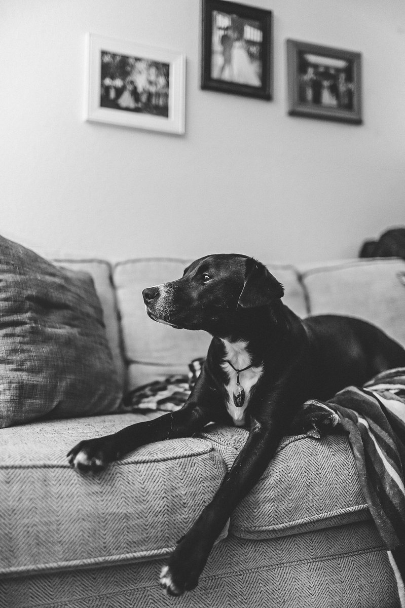 Practicing for Vogue. #twittersawitfirst #twitterdogcommunity