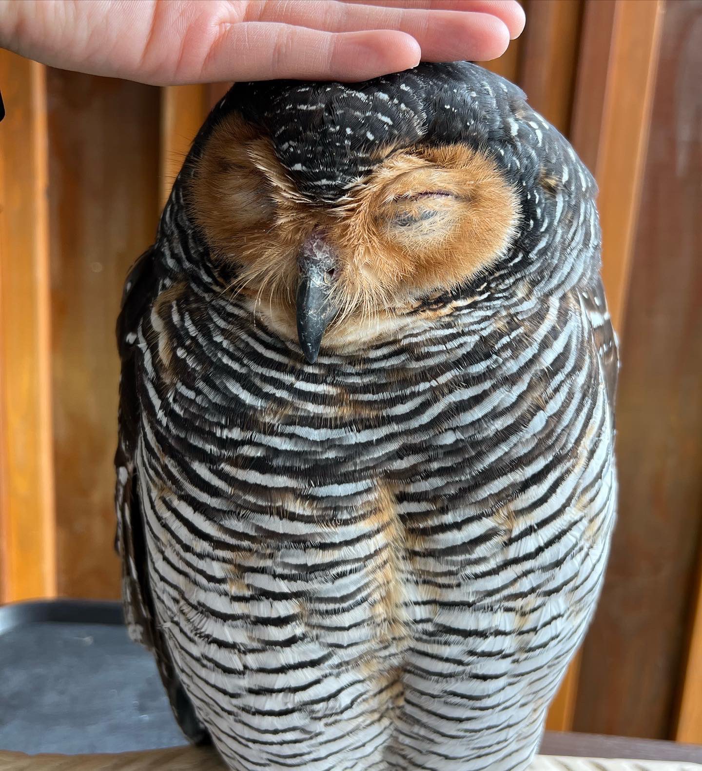 マレーモリフクロウ Twitter Search Twitter