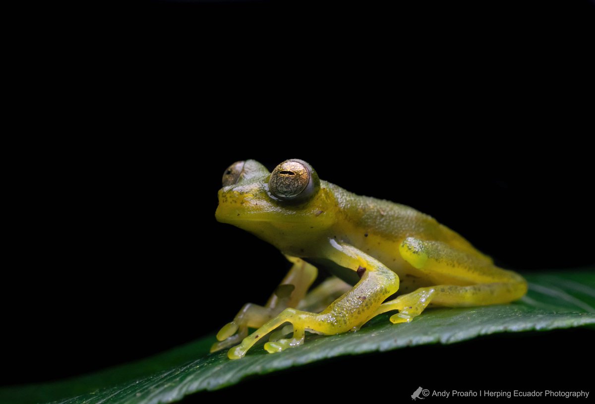 andy_proano's tweet photo. Nymphargus sp. Its name comes from the Greek nymphae in reference to nymph, a female fire associated with natural water sources and Argus the Greek giant with many eyes. The name alludes to some species that have ocelli on the back.
 #macrophotography #nature #NatGeo  #Intag #bbc https://t.co/HiMZ8RM99n