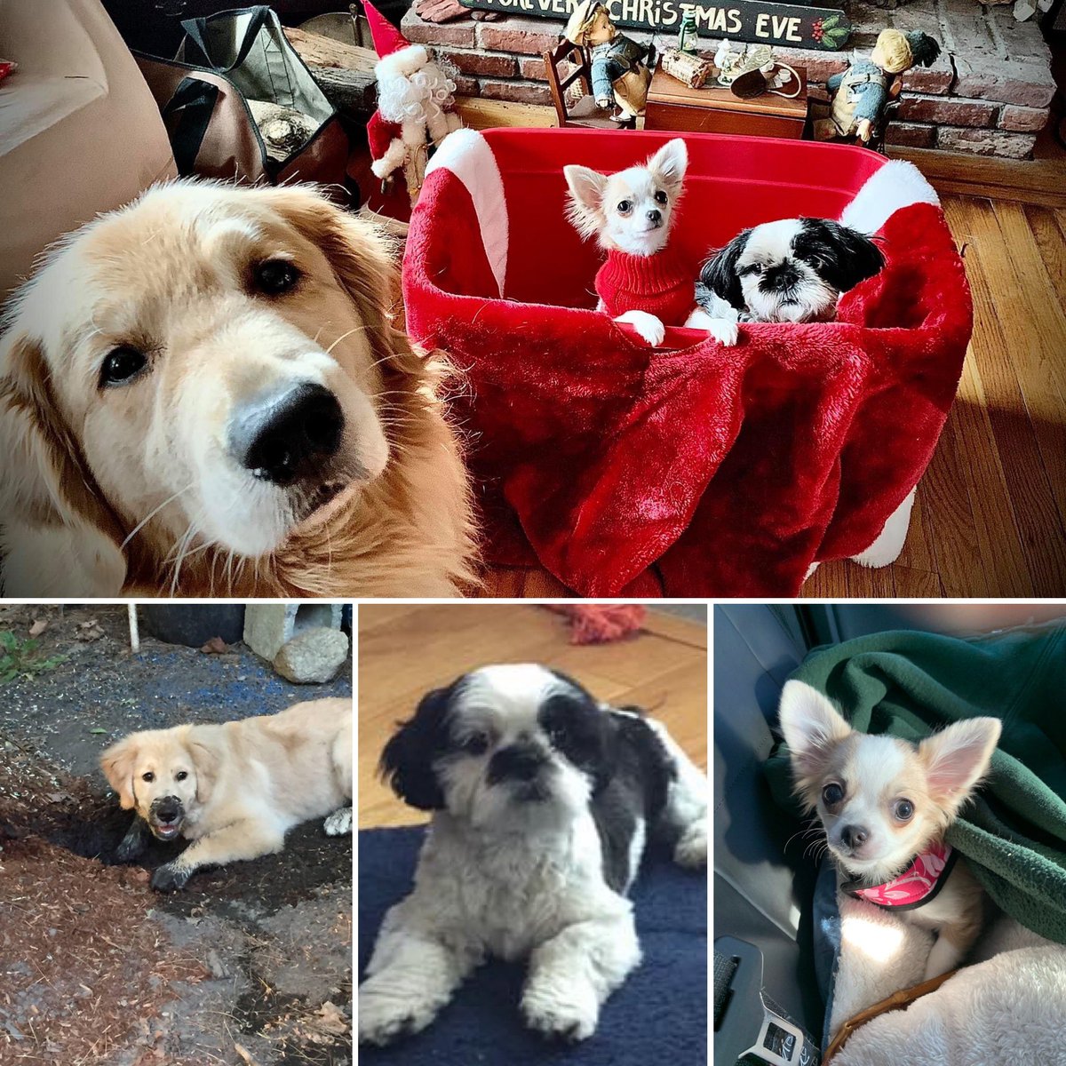 MooreThanNature's tweet photo. Better late than never!Celebrating My furry siblings on #NationalPuppyDay #NationalPuppyDay2022 https://t.co/cP2oYr29pY
