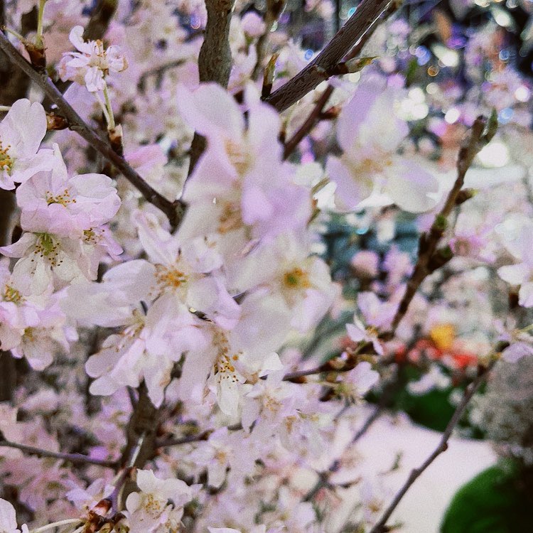 aoi_HappyFlower's tweet photo. #春 
 #春休み 

今日から春休みのお子様、多いですよね！
在宅ワークしながらお子様も見てる社員さんめっちゃ凄いなって思います！

 #春爛漫 
 #さくら 
 #さくら咲く https://t.co/ZxdfyACdj6