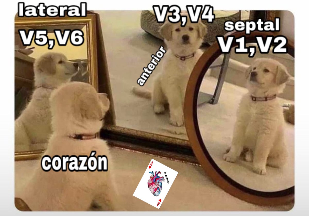 Te quiero mucho perrito que enseña las caras del corazón con espejos…😂🫀⚡️