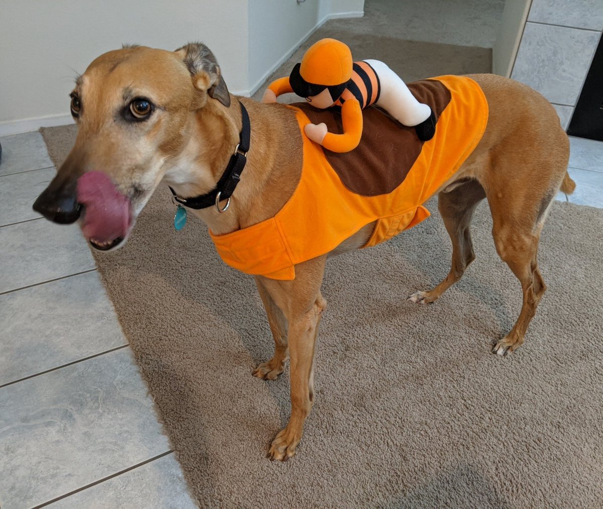 nottagej's tweet photo. @marshallpruett Our retired racer, Riley, named after Saint @BillRiley7 of Daytona Prototypes! https://t.co/ed1idR4hJy